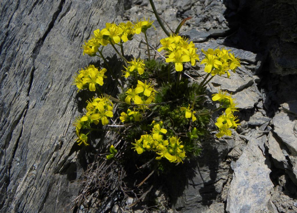 Draba aizoides